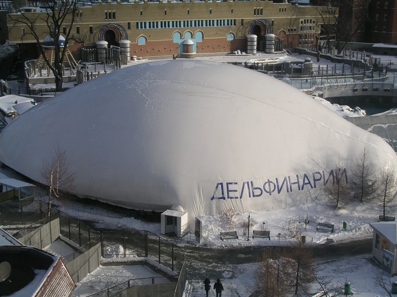 дельфин